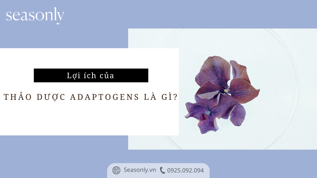 THẢO DƯỢC ADAPTOGENS LÀ GÌ?